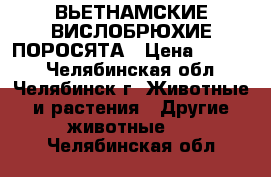 ВЬЕТНАМСКИЕ ВИСЛОБРЮХИЕ ПОРОСЯТА › Цена ­ 3 000 - Челябинская обл., Челябинск г. Животные и растения » Другие животные   . Челябинская обл.